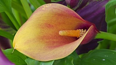 zantedeschia aethiopica