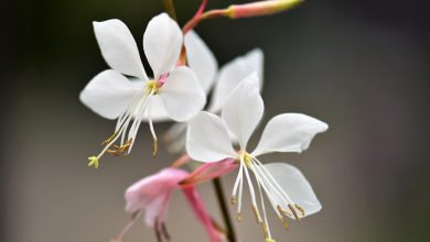 Gaura Lindheimeri