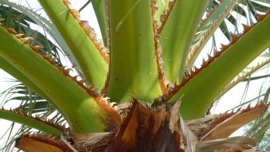 Washingtonia Robusta