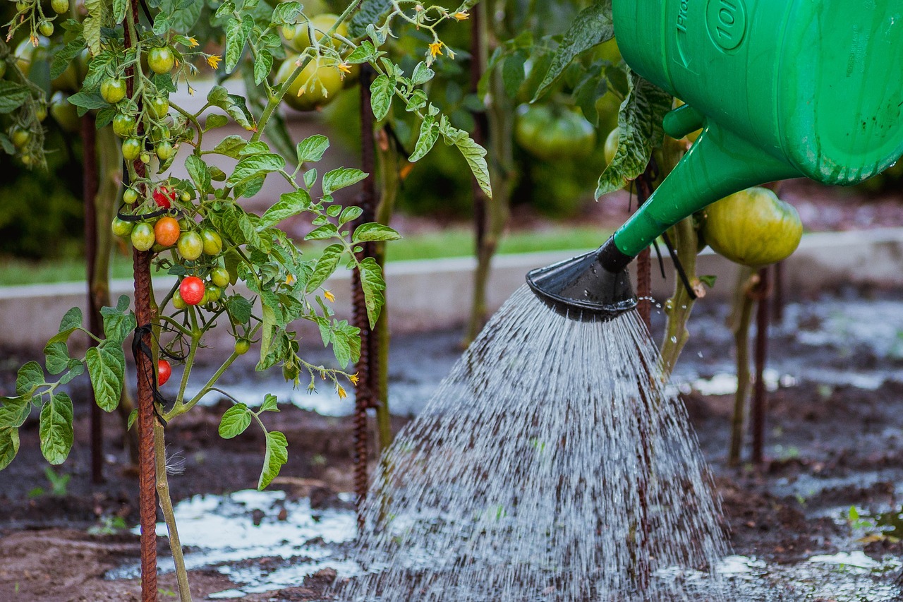 Tomaten richtig gießen und düngen: Anleitung fürs Gewächshaus, Kübel ...