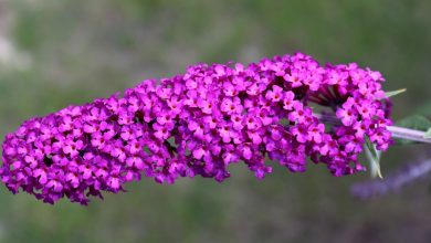 Sommerflieder vermehren