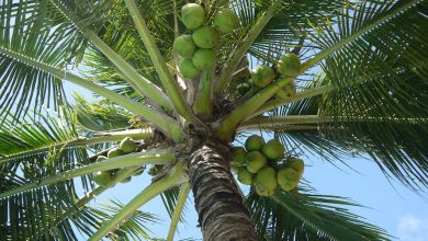 Cocos Nucifera